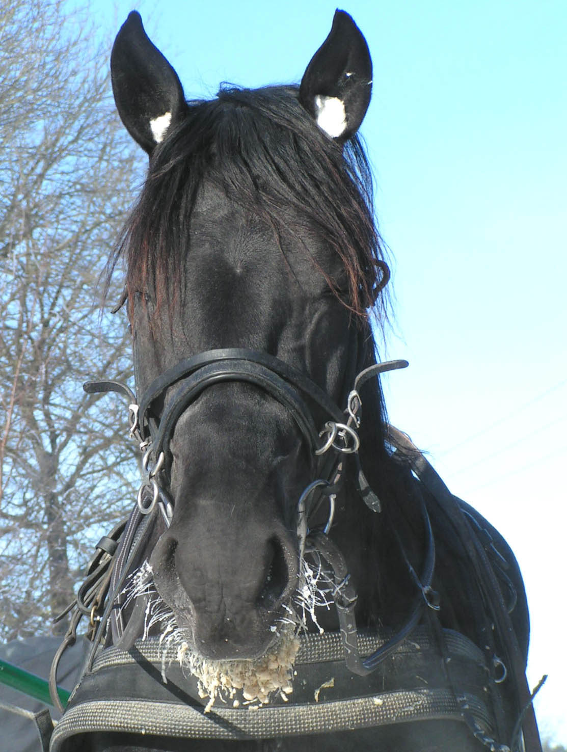 Joined Forces, J-kullens svarta hingst. Foto; A.Lindblom